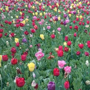 زهره شمس الدینی