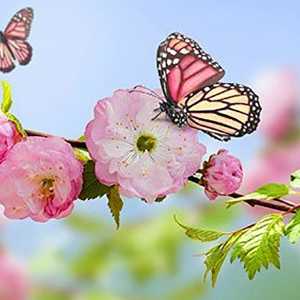 خاطرات بنفشه ی 2