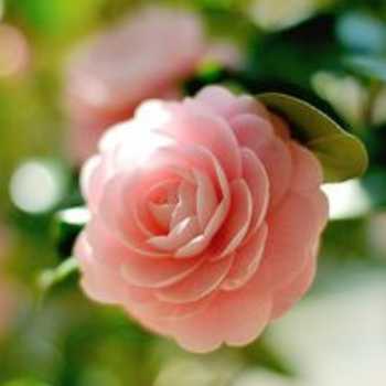 دستگاه تنظیم اسمزی و دفع مواد زائد: تشکیل ادرار