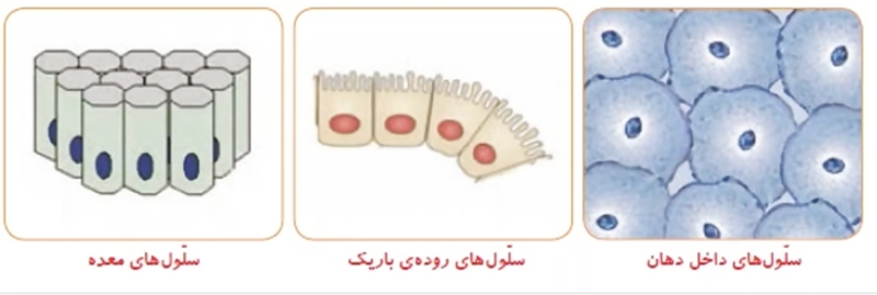 شکل سلول ها بستگی به کار آنها دارد
