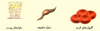 شکل سلول ها مناسب کاری است که انجام می دهند