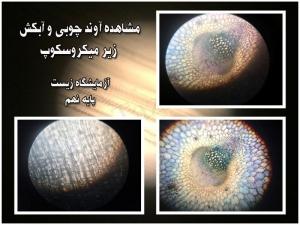 آوند چوبی و آبکش