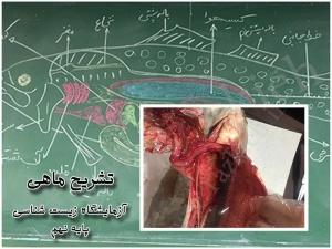نویسنده: محبوبه خوانساری
